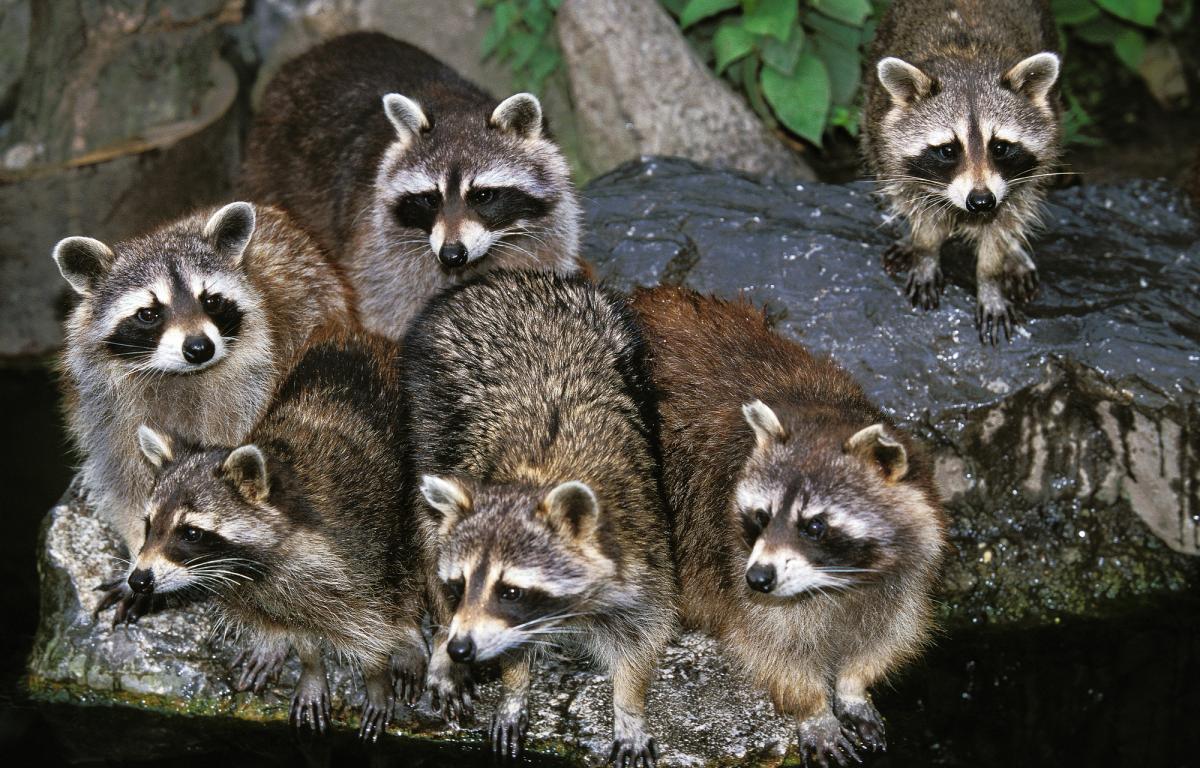 Єфото ua.depositphotos.com Єфото ua.depositphotos.com