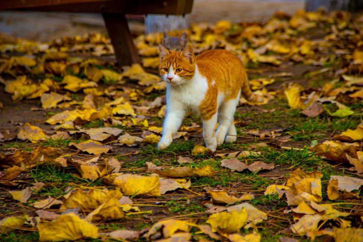 Коты могут находить свой дом на огромном расстоянии / фото pexels.com Коты могут находить свой дом на огромном расстоянии / фото pexels.com