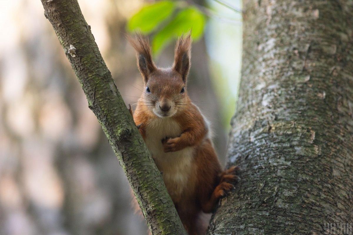 24 квітня дощів в Україні стане менше, але не потеплішає