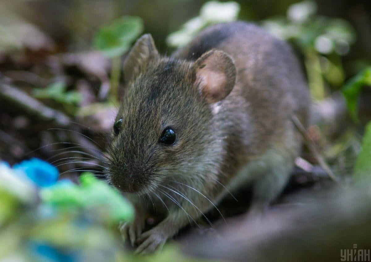 Il finale è inquietante: un esperimento ventennale per clonare Misha Daishov fino allo sporco Il finale è inquietante: un esperimento ventennale per clonare Misha Daishov fino allo sporco