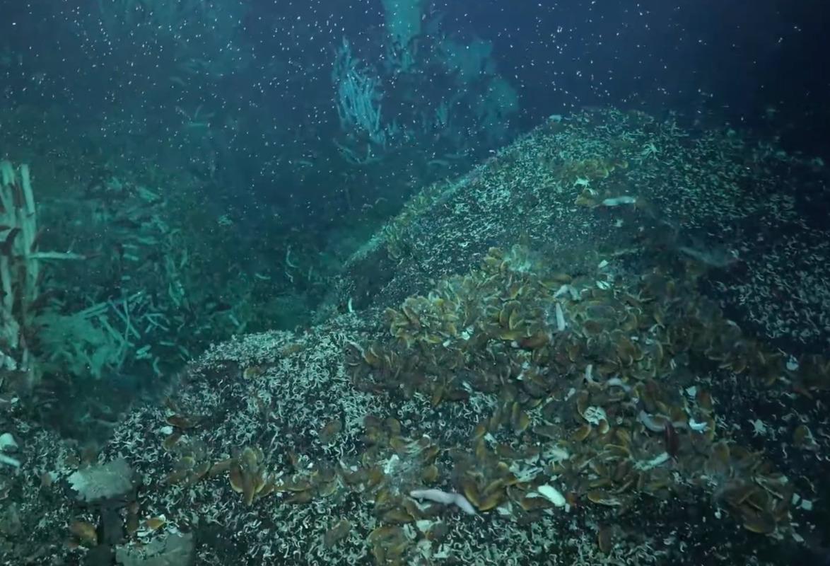 Вчені виявили гігантських хробаків під морським дном / ґкадр з відео Вчені виявили гігантських хробаків під морським дном / ґкадр з відео