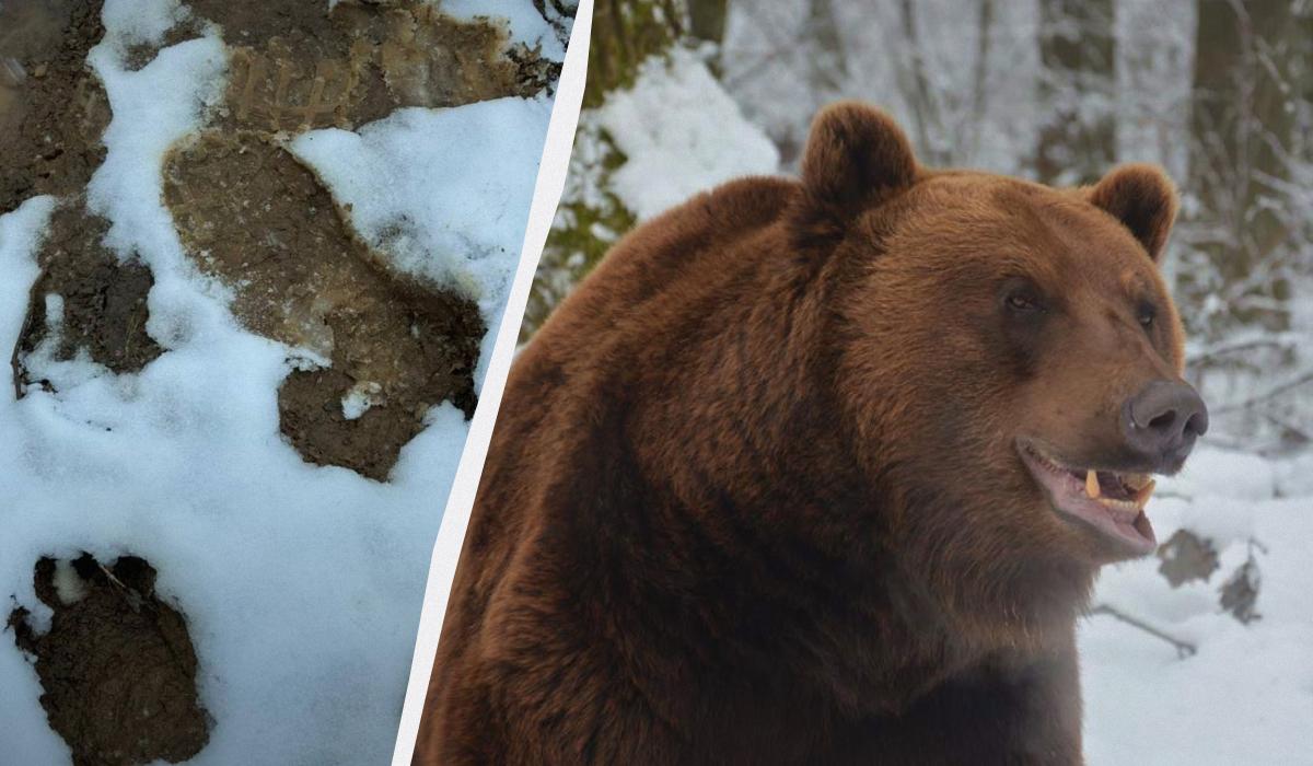У Карпатах бродять дикі ведмеді / колаж УНІАН, фото facebook.com/BearSanctuaryDomazhyr, ДПСУ У Карпатах бродять дикі ведмеді / колаж УНІАН, фото facebook.com/BearSanctuaryDomazhyr, ДПСУ