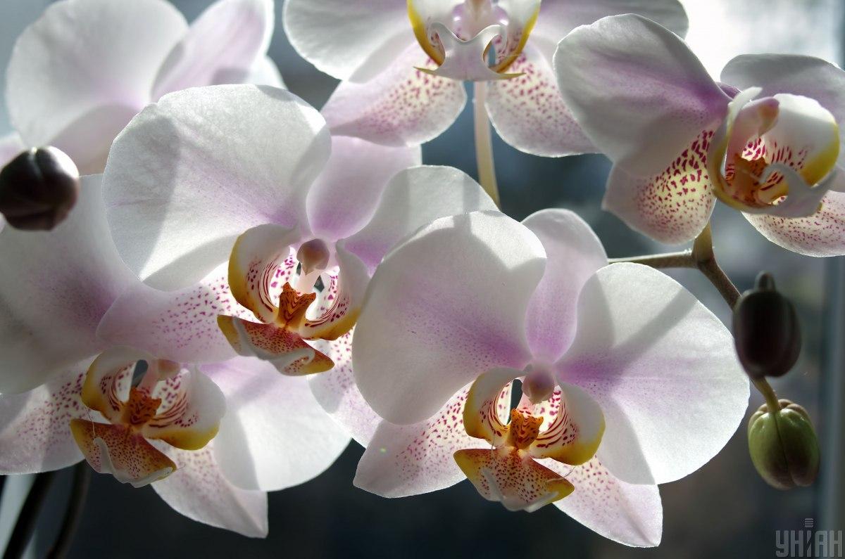 Садоводы назвали хитрости ухода за орхидеями / фото УНИАН, Батанов Василий Садоводы назвали хитрости ухода за орхидеями / фото УНИАН, Батанов Василий