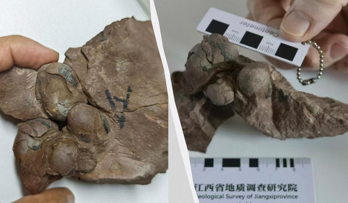 У Китаї виявлено найменше викопне яйце динозавра/ Колаж УНІАН, фото China University of Geosciences (Wuhan) У Китаї виявлено найменше викопне яйце динозавра/ Колаж УНІАН, фото China University of Geosciences (Wuhan)