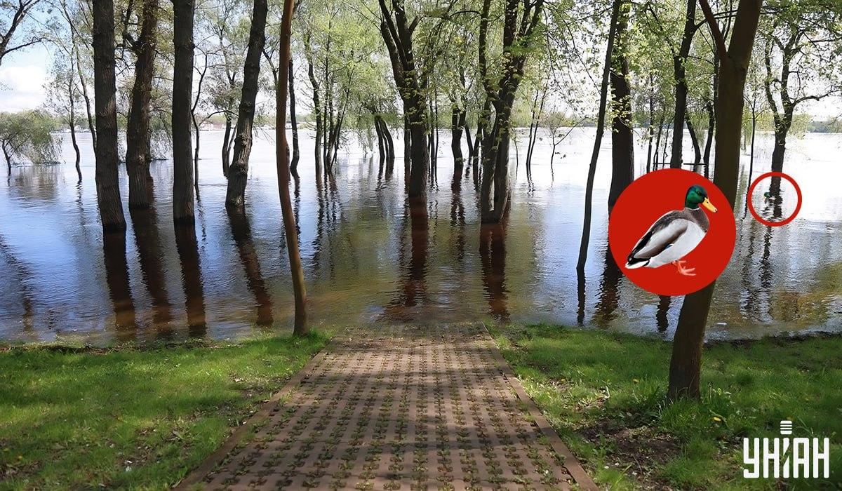 Утка была возле одного из деревьев / коллаж УНИАН Утка была возле одного из деревьев / коллаж УНИАН