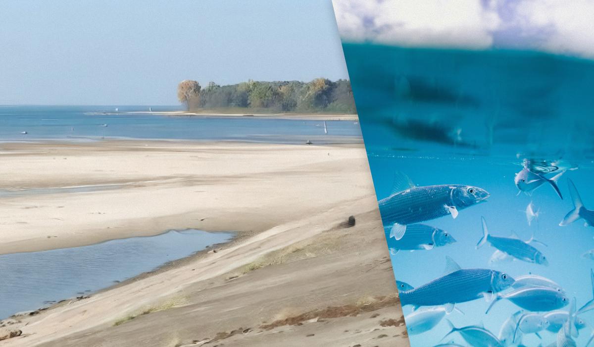 Така зміна матиме негативні наслідки для Київського моря / Колаж УНІАН, фото - скриншот, Unsplash Така зміна матиме негативні наслідки для Київського моря / Колаж УНІАН, фото - скриншот, Unsplash