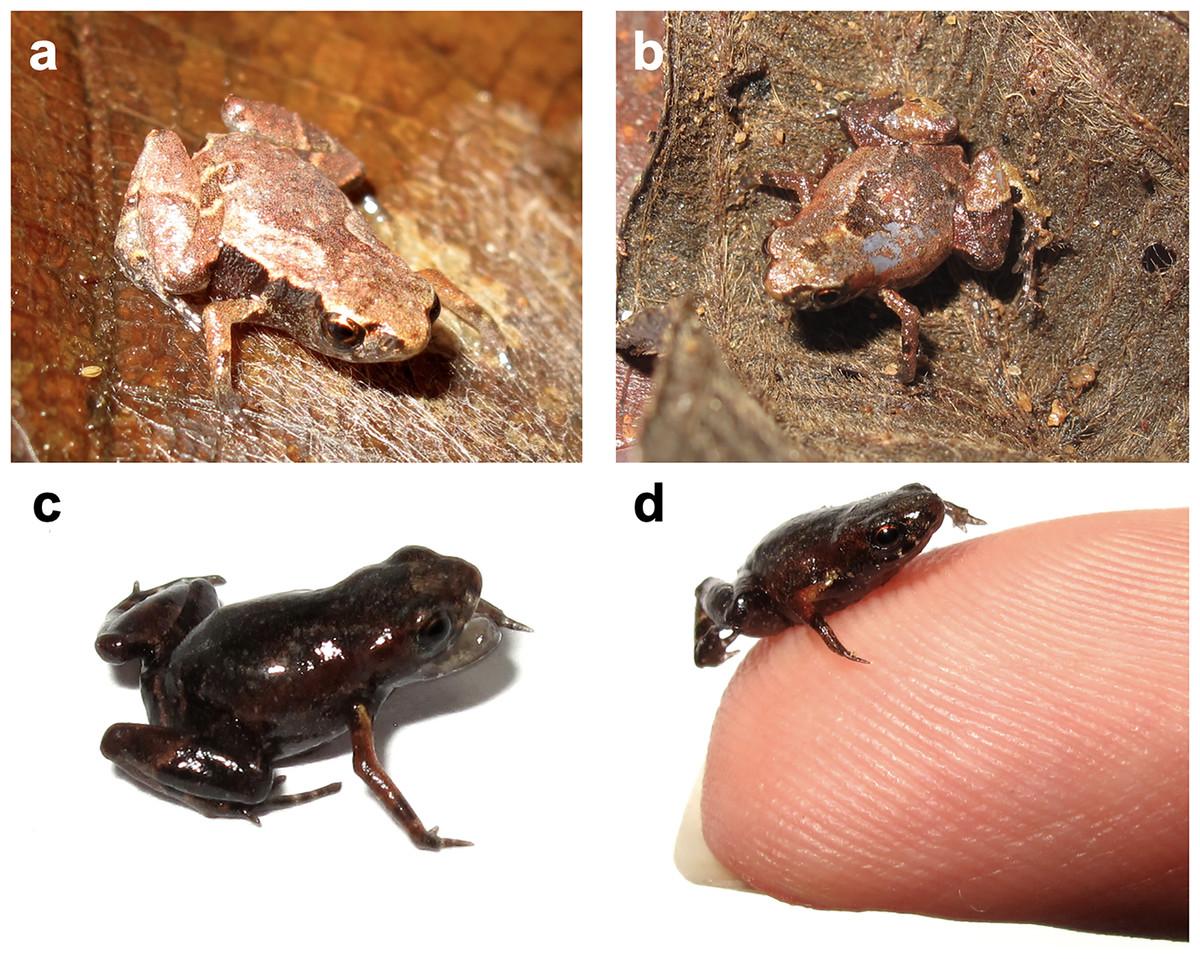 Brachycephalus dacnis важко візуально відрізнити від інших схожих жаб / фото - PeerJ Brachycephalus dacnis важко візуально відрізнити від інших схожих жаб / фото - PeerJ