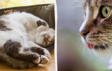 Почему кошки трутся об углы: названы 4 возможные причины