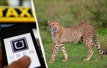 Uber предлагает туристам поехать на сафари на такси