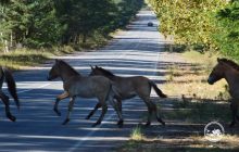 Большая редкость: в Чернобыльском заповеднике заметили двойню лошадей Пржевальского