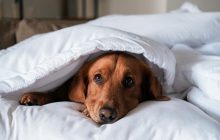 Експерт розповів, як часто власникам домашніх тварин потрібно прати постільну білизну