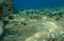 Були заввишки з будинок: через діяльність людини зникла велика кількість устричних рифів