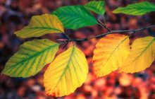 Антициклон Xelat мчить до України: синоптикиня розказала, що буде з погодою