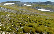 Антарктида стрімко зеленішає через глобальне потепління, - нове дослідження (фото)