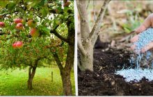 Найкраще підживлення для яблуні під зиму: наступного року буде великий урожай