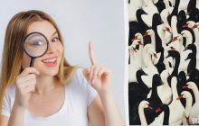 Усі бачать лебедів, а потрібно знайти качку за 8 секунд: підступна оптична ілюзія
