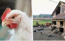 Чем утеплить курятник на зиму и что еще нужно сделать до холодов: подробная инструкция