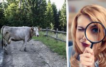 Имеете зрение 20/20, если  сможете найти воробья на фото: сложная головоломка