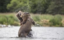 За последние 50 лет популяции диких животных катастрофически сократились, - исследование