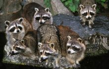 В США сотня енотов взяла в осаду жилой дом: хозяйке пришлось бежать (видео)