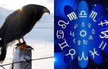 Овен - ястреб, Водолей - кукушка: какая птица больше всего подходит по знаку Зодиака