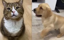 Собака или кот: эксперт ответил, кто из питомцев эффективнее избавит от одиночества