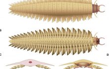 Ученые узнали, как выглядело "лицо" огромного жука, который жил 340 миллионов лет назад