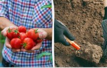 До заморозків потрібно встигнути закопати цілі помідори на городі: ось навіщо це робити