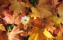 В Украину придут сразу три бабьих лета - в октябре, ноябре и даже декабре