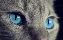 "У них є дивовижна здатність": ветеринар пояснила, як коти бачать світ