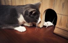 Чи їдять кішки мишей: експерт пояснив, чого очікувати від домашніх пухнастиків