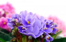 Будуть цвісти десятиллітями: експерти розповіли, як правильно доглядати за фіалками