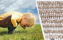 Треба знайти папугу серед сотні горобців за 7 секунд: неймовірно складна оптична ілюзія