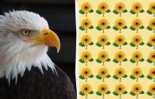 У вас орлиное зрение, если можете найти странный подсолнух за 9 секунд: сложная головоломка