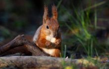 После жары в Украину ворвется похолодание, температура упадет до +20, - синоптик