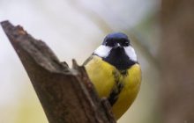 Антициклон змінить погоду в Україні: синоптики розказали, до чого готуватись