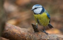 Перед вихідними в Україні буде свіжо, у кількох областях - дощі (карта)