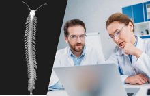 Отрута морської багатоніжки може лікувати епілепсію та хронічний біль, - дослідження