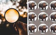 Треба бути детективом, щоб знайти дивного бегемота за 9 секунд у складній оптичній ілюзії