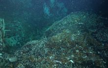 Ученые обнаружили гигантских червей глубоко под морским дном