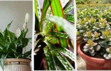 Виживуть за будь-якого освітлення і мінімального поливу: 7 невибагливих кімнатних рослин