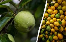 Все видят лимоны и груши, а надо найти яблоко за 6 секунд: фантастическая оптическая иллюзия