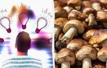 Усі бачать гриби, а треба знайти горіх за 8 секунд: підступна оптична ілюзія