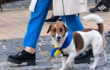 Яку їжу категорично не можна давати собакам: ветеринар назвав п'ять небезпечних продуктів