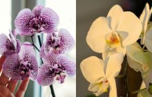 Навіть "вперта" орхідея зацвіте: садівники розкрили секрет, що стимулює цвітіння