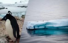 Бело-голубые глаза: возле украинских полярников поселились необычные гости (видео)