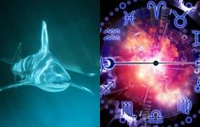 Близнюки - дельфін, Лев - біла акула: яка ви океанічна тварина за знаком Зодіаку