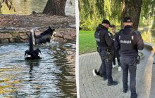 В парке Ивано-Франковска собака загрызла лебедя: ее владелец оказался уклонистом
