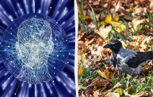 Кожен бачить ворону, а треба знайти гриб: дуже складна оптична ілюзія на 8 секунд