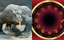 Овен - комодський варан, Стрілець - ігуана: яка ви ящірка за знаком Зодіаку